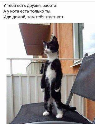 Кот ждёт.jpg