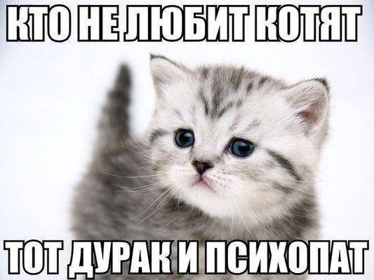 Любить котят.jpg
