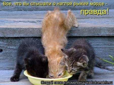 Наглая рожа.jpg