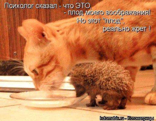 Кот и ежик.jpg