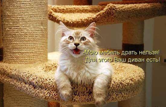 Моя мебель.jpg