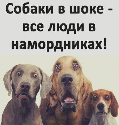 собаки в шоке.jpg