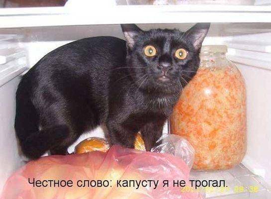 Капусту не трогал.jpg