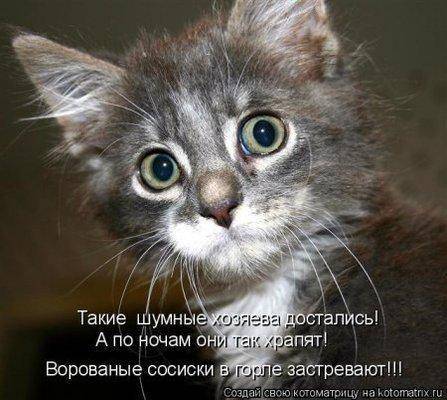 Кот о сосисках.jpg