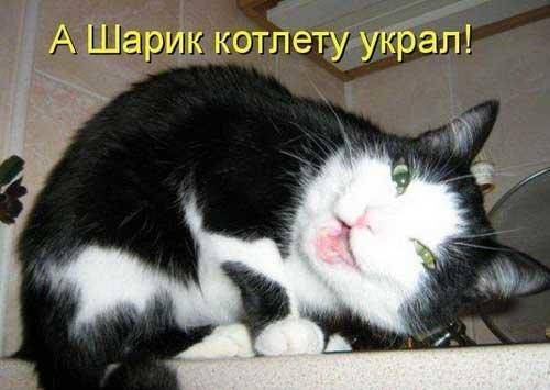 А Шарик котлету украл.jpg