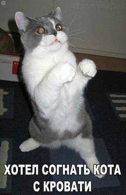 Кота с кровати.jpg