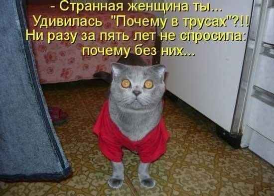 кот в трусах.jpg