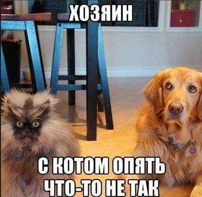 С котом проблема.jpg