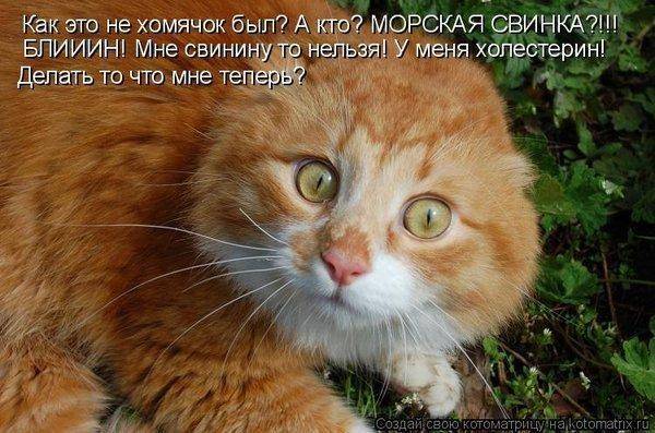 Свинину нельзя.jpg