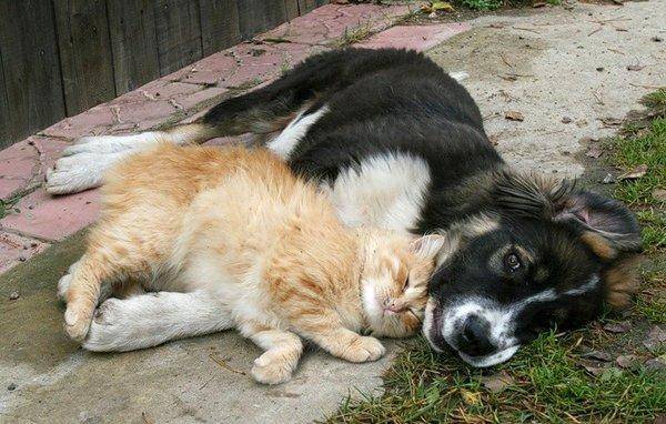 Кот и собака.jpg