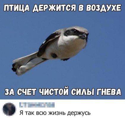 Птица.jpg