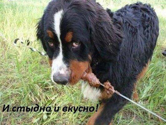 Стыдно и вкусно.jpg