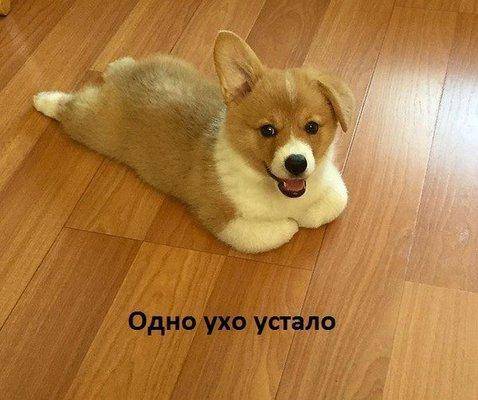 Ухо устало.jpg