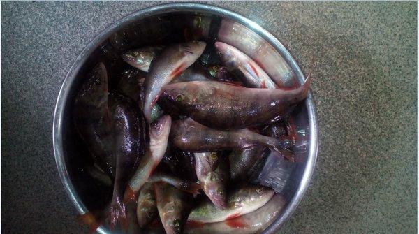 троллинг 255 гр.JPG