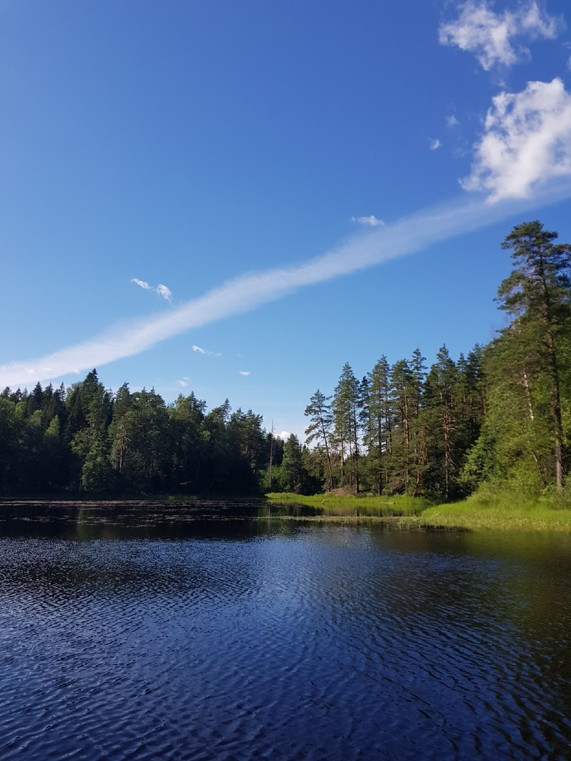 Новгородское озеро. Озеро Городно Хвойнинский район. Озеро Городно Новгородская область. Озеро Городно Любытинский район. Озеро Городно Новгородская область Любытинский.