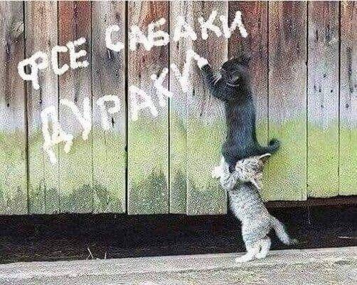 Собаки дураки.jpg