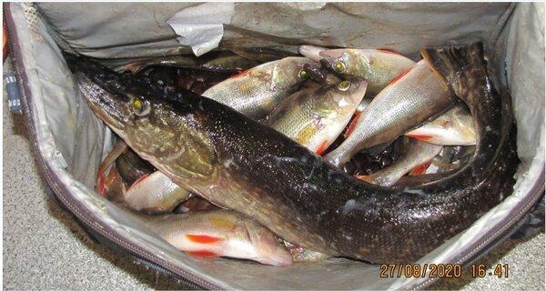 1 Щучка 2.5 кг.JPG