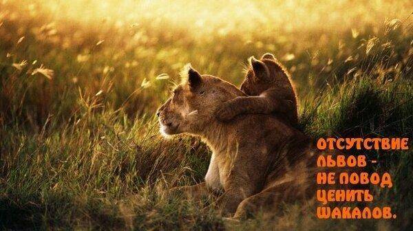 Львы и шакалы.jpg