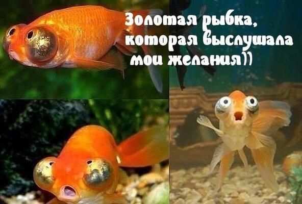Золотая рыбка.jpeg