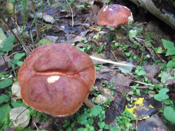 IMG_1000.thumb.JPG.c6d6d2a145c94d2fe725a