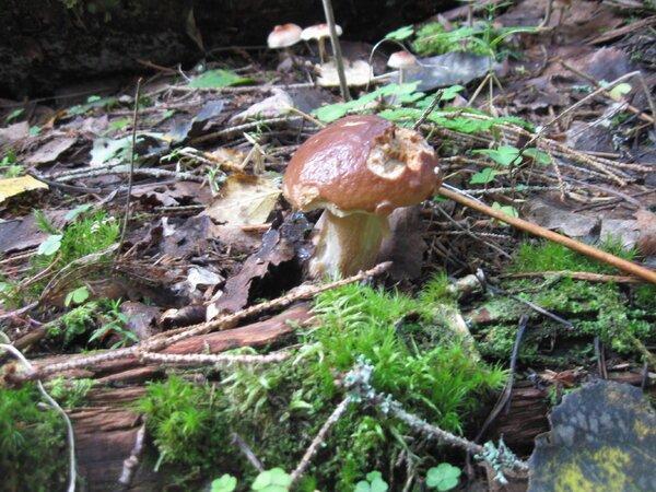 IMG_1002.thumb.JPG.f20eeaf5748c439841b8f