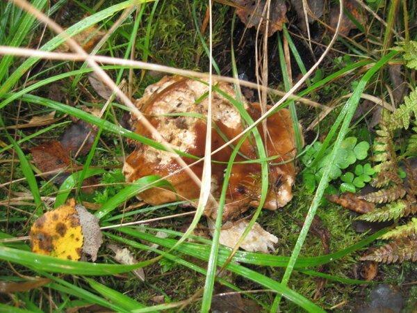 IMG_1003.thumb.JPG.88a88181dc9c11bde7792