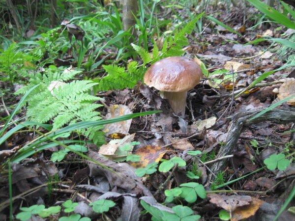 IMG_1004.thumb.JPG.207a4ad7606068dd8317f