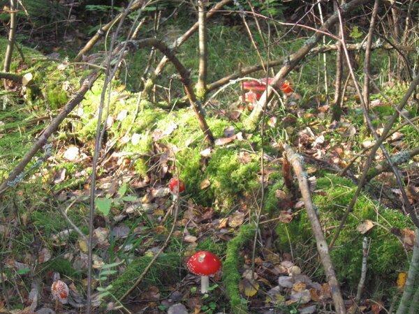 IMG_1005.thumb.JPG.a0ed11054c1c7b2ac0d74