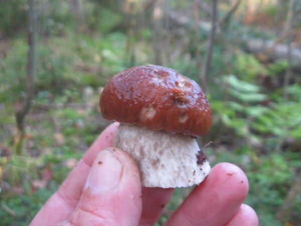 IMG_1010.thumb.JPG.b99f38d562e2550a0fc74