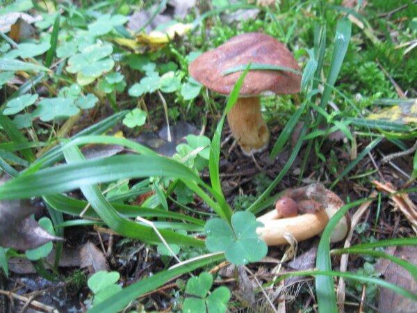 IMG_1011.thumb.JPG.89039ac6f2392d554b74e