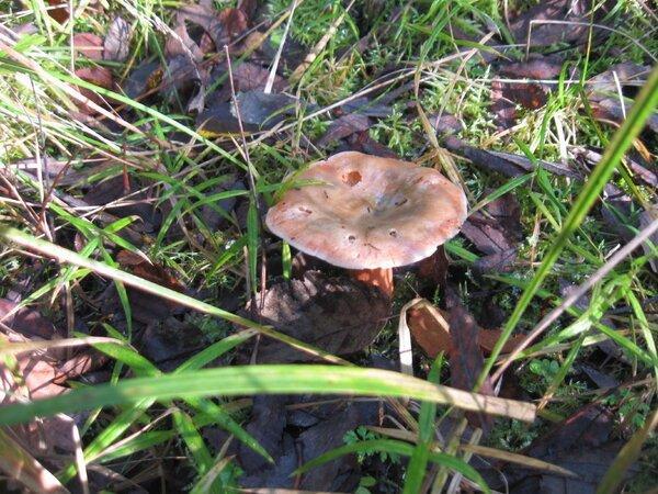 IMG_1012.thumb.JPG.0347da80127954d81ce58