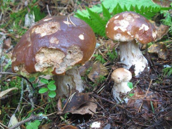 IMG_1014.thumb.JPG.b5d0567de1a33b5856b5a