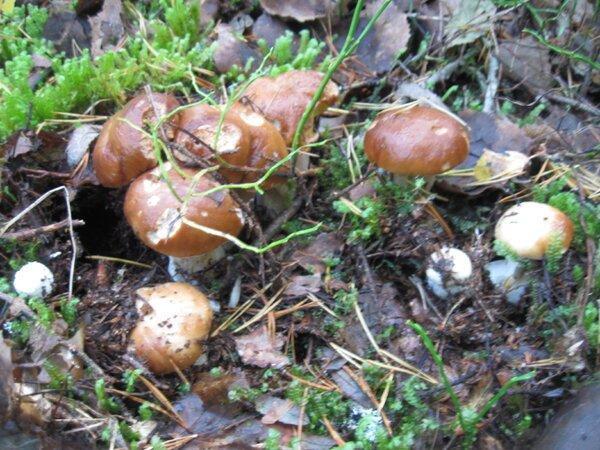 IMG_1016.thumb.JPG.c8776935e25fca1ca10ba