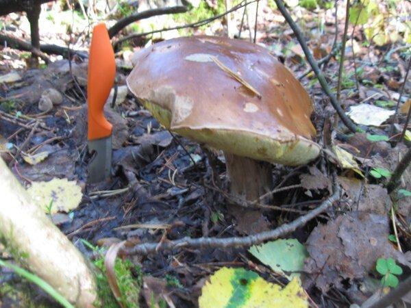 IMG_1017.thumb.JPG.a6bbfb891495e0577eeb6