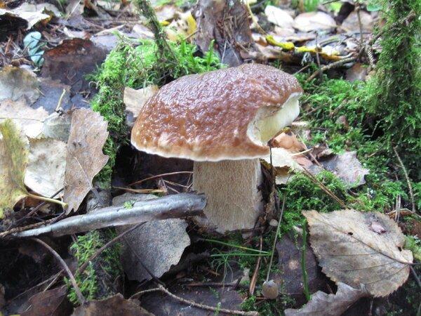 IMG_1020.thumb.JPG.1f682d7c61f51d8d8dd5a