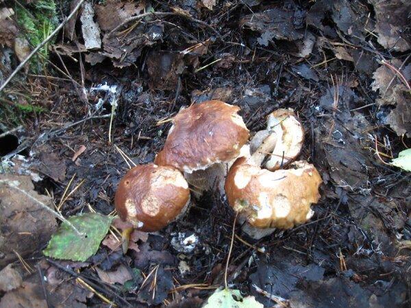 IMG_1028.thumb.JPG.f9b5a91b3dd7e5c82606f