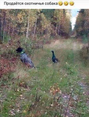 Продается собака.jpg