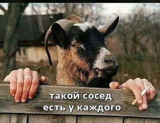 сосед.jpg