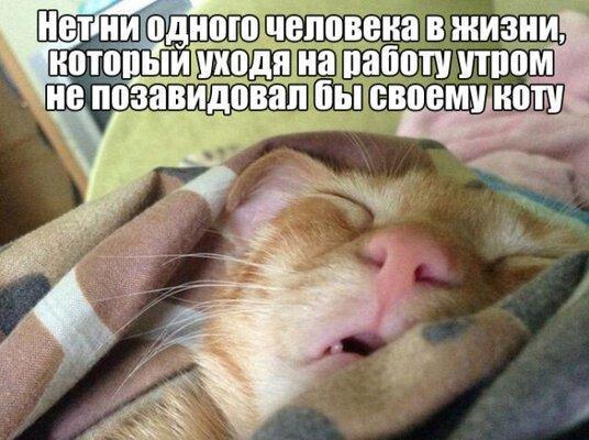 Завидовать коту.jpeg