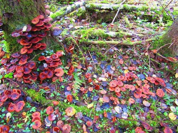 IMG_0142.thumb.JPG.0cc6188434c660554b770