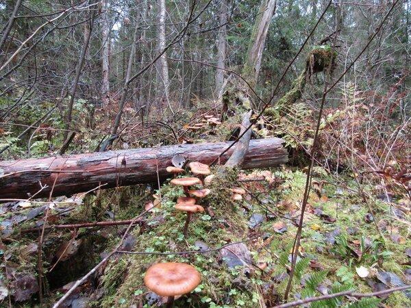 IMG_0145.thumb.JPG.e1c3f7fe409113338b94a