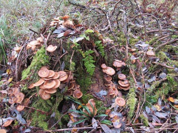 IMG_0147.thumb.JPG.3b6d00fbc9fa70a982141