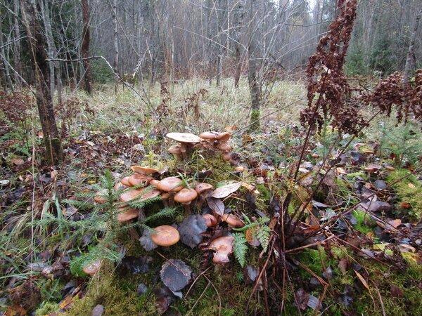 IMG_0150.thumb.JPG.71037b84d0ef5c60c5d47