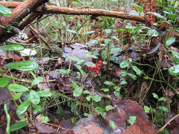 IMG_0167.thumb.JPG.96de83c83ede7661b061e