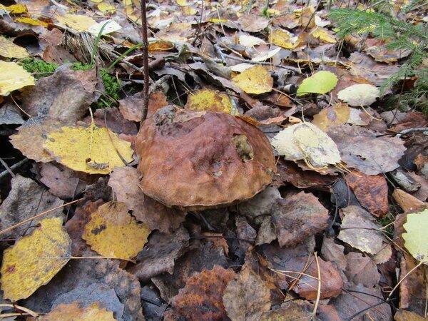 IMG_0176.thumb.JPG.738d274278ba0ed8c6674