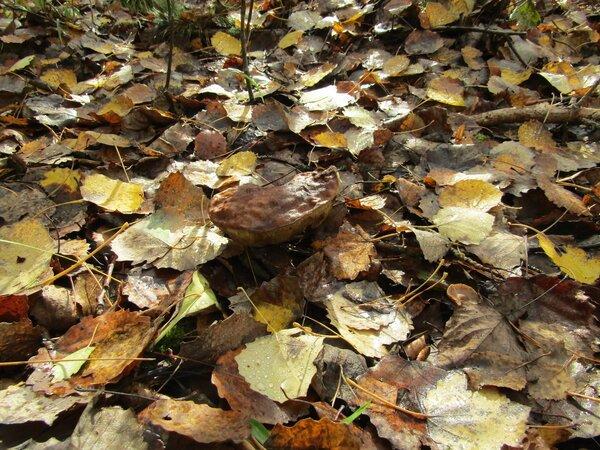 IMG_0180.thumb.JPG.4bd051c06c733b9941527