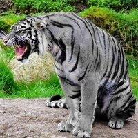 Василий Гришин