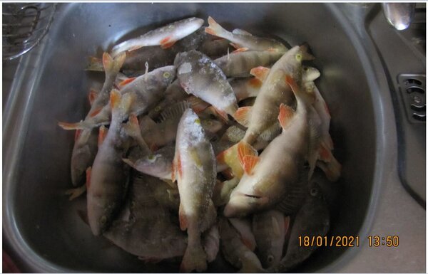 2 18.01.21 43 шт.JPG