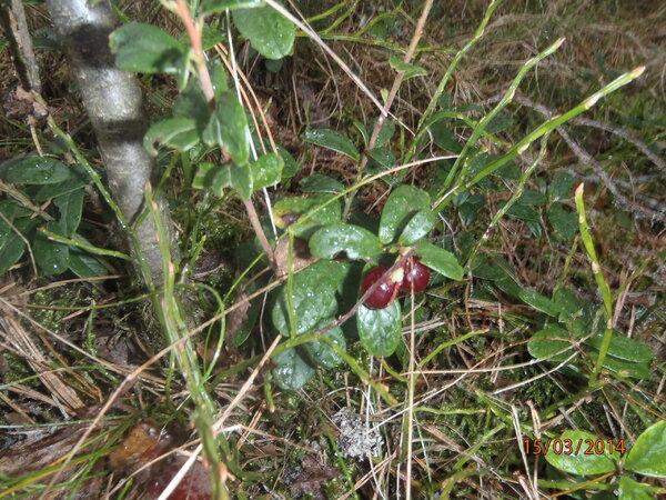 перетно 031.JPG