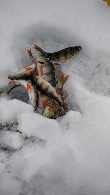 IMG-20210102-WA0004.thumb.jpeg.82d8f497a